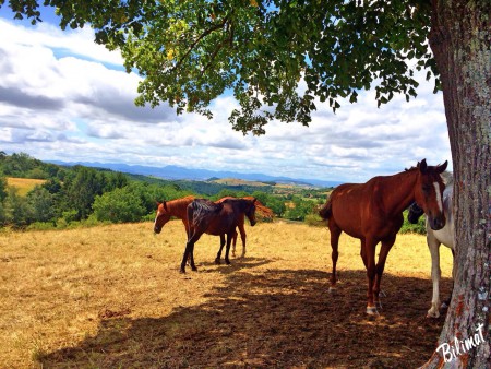 les chevaux s'abritent de la chaleur